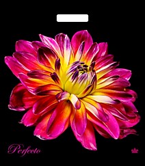 Вырубная ручка пакет 48х42+3см 90мкм Перфекто Герцогиня Тико /300